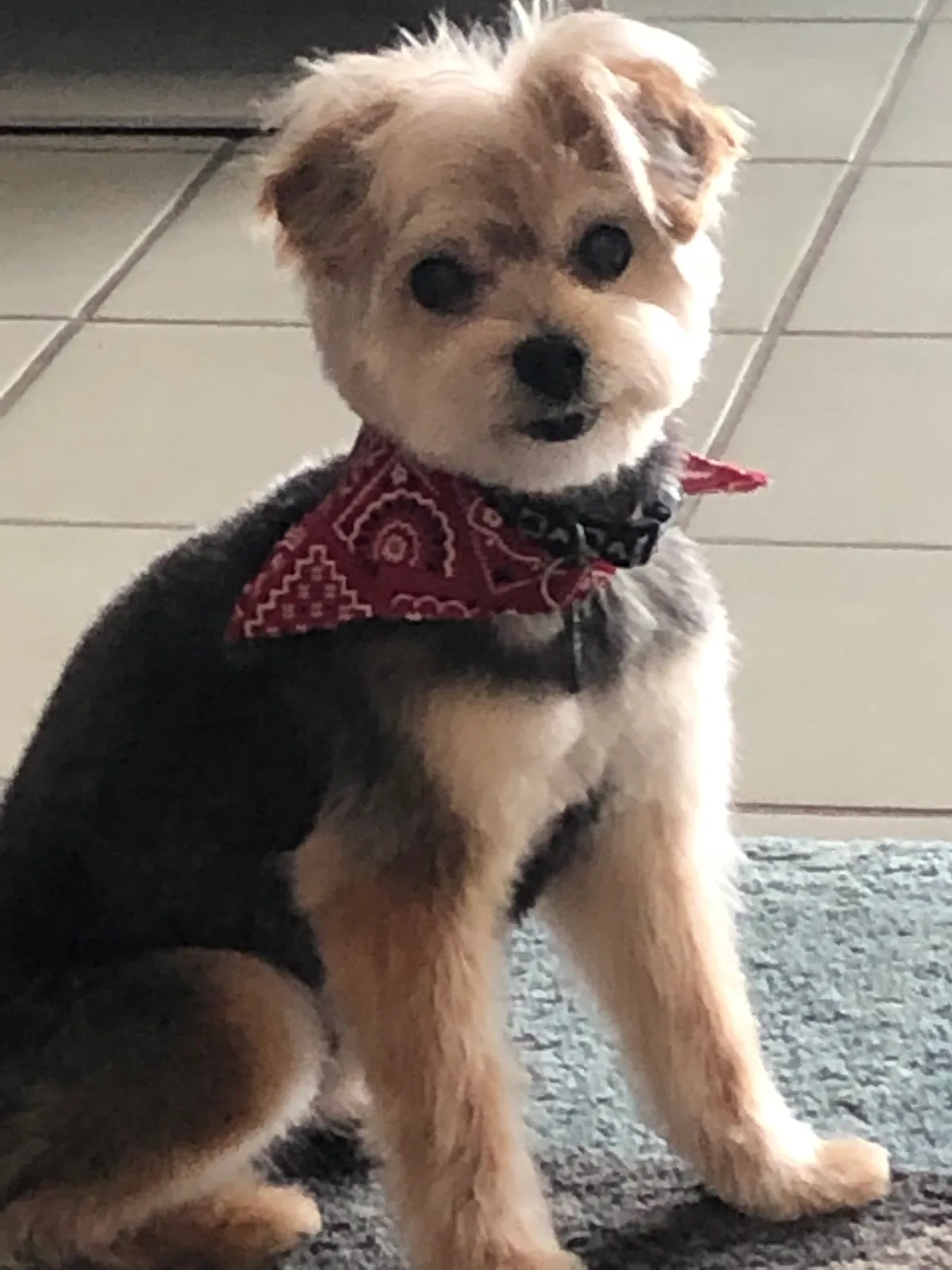 Lost dog in Del Mar, CA, 92014