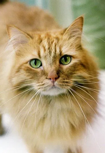Lost cat in Mesa, AZ, 85209