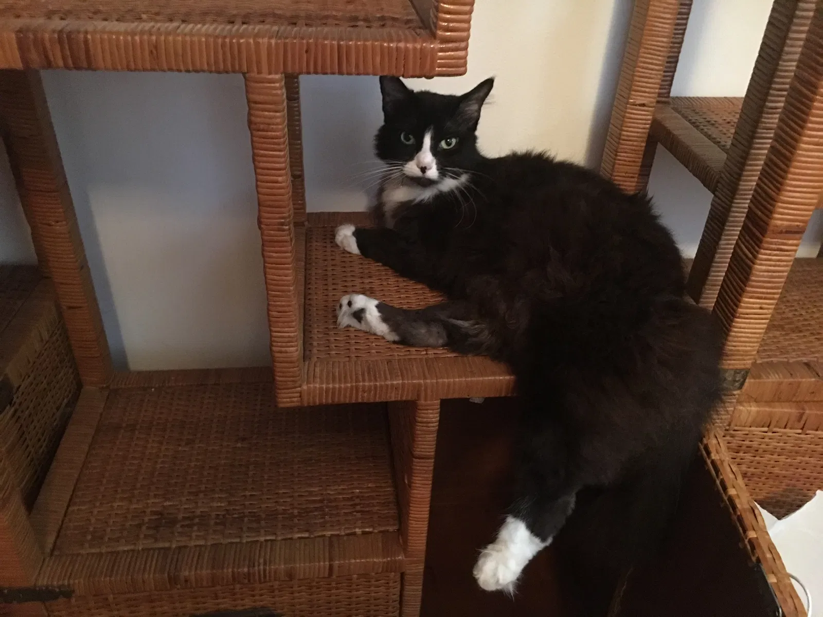 Lost cat in Fort Collins, CO, 80528
