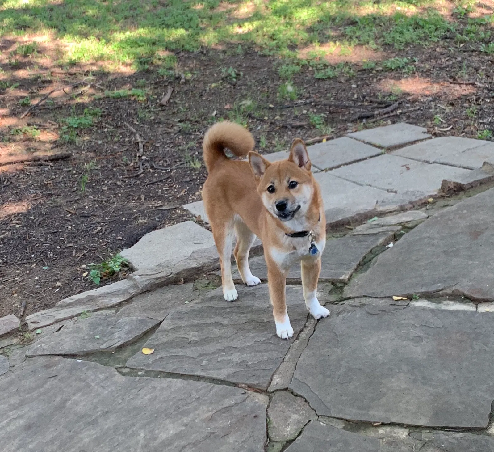 Lost dog in Buffalo, TX, 75831