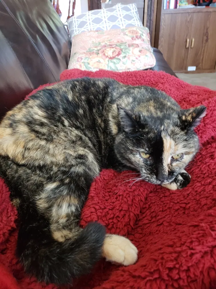 Lost cat in Greer, SC, 29650