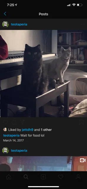 Lost cat in Virginia Beach, VA, 23454
