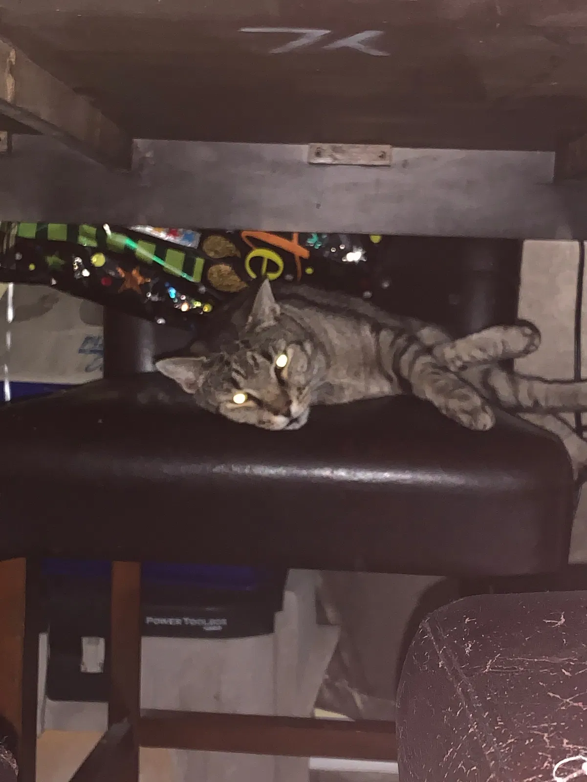 Lost cat in Lexington, SC, 29073
