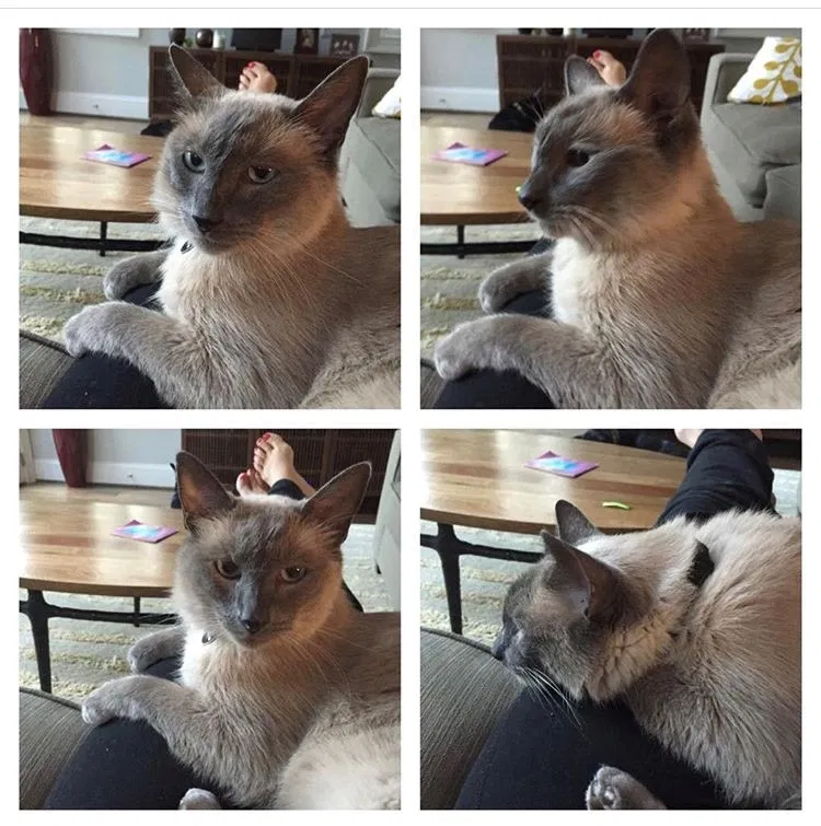 Lost cat in Washington, DC, 20007