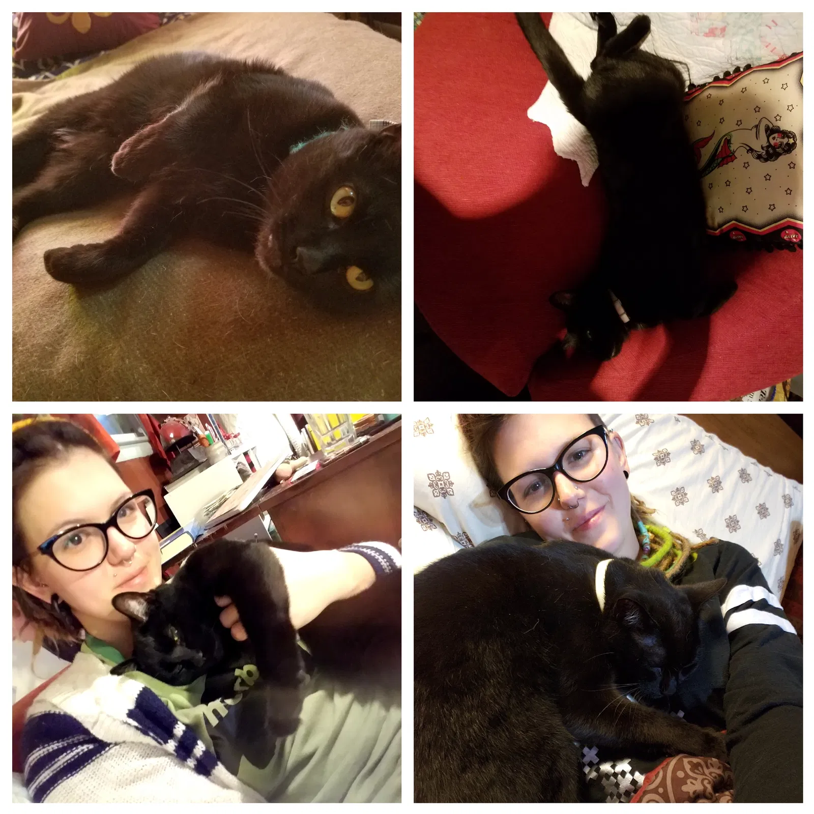 Lost cat in Manhattan, KS, 66502