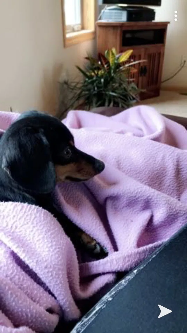 Lost dog in Mankato, MN, 56001