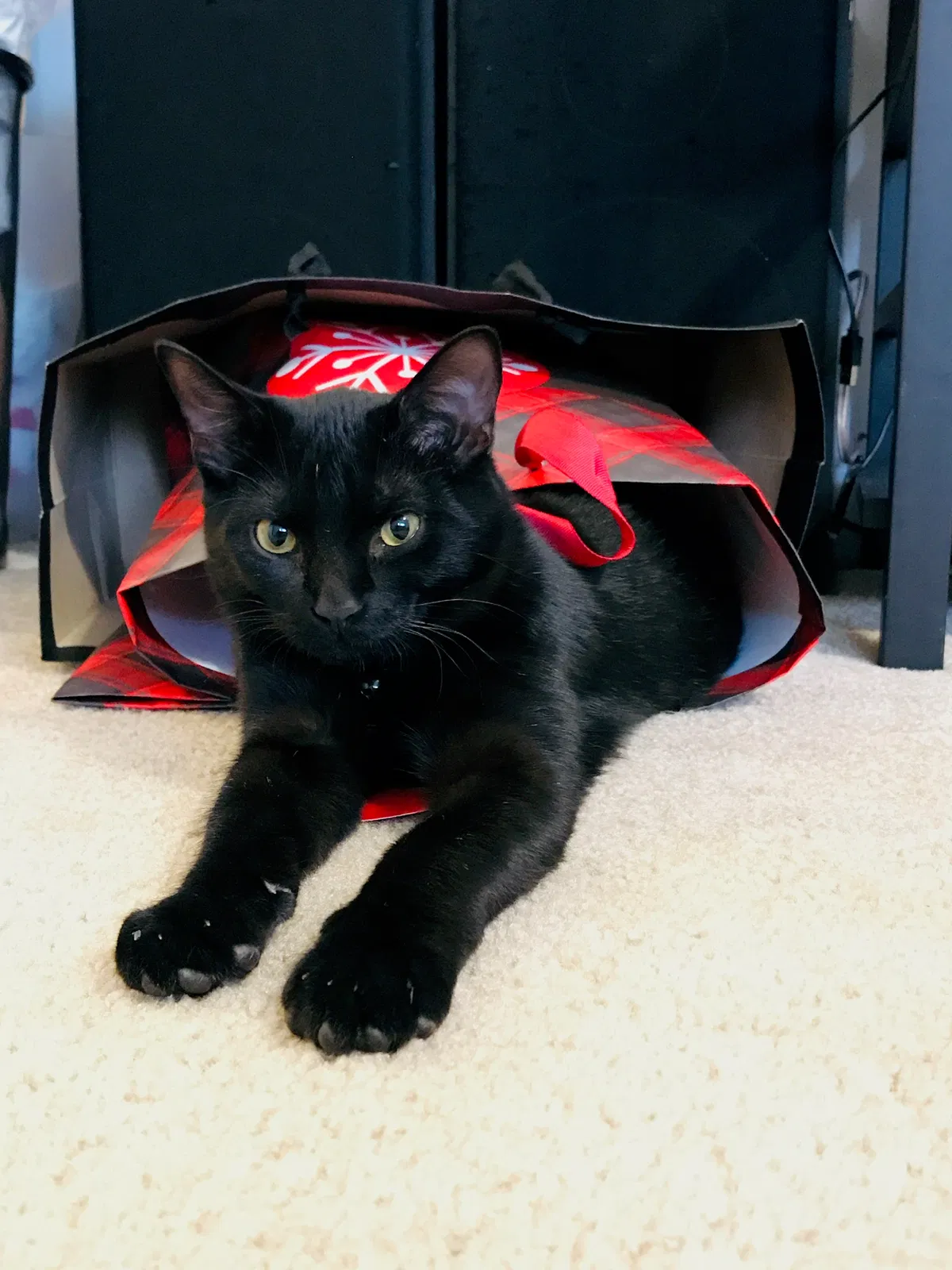 Lost cat in Abilene, TX, 79605