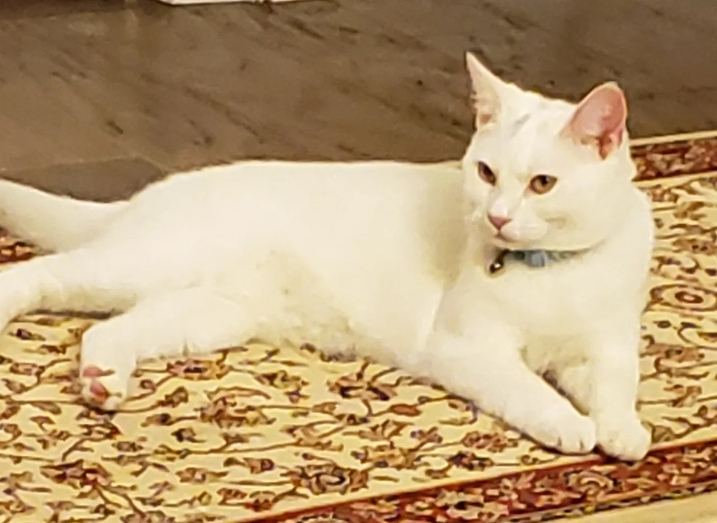 Lost cat in Harrisburg, NC, 28075
