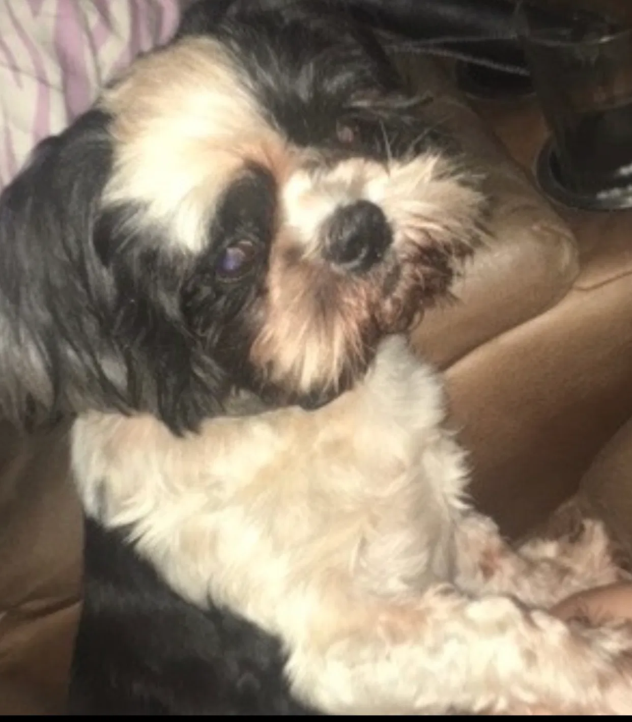Lost dog in Little Rock, AR, 72204