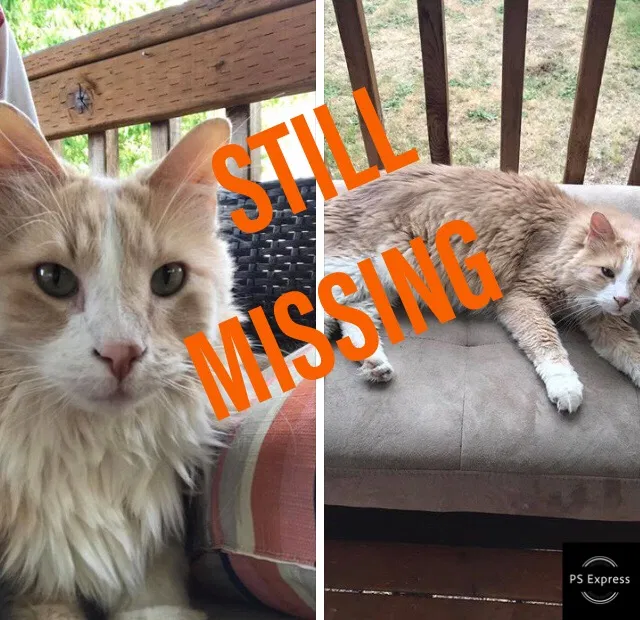 Lost cat in Bonney Lake, WA, 98391