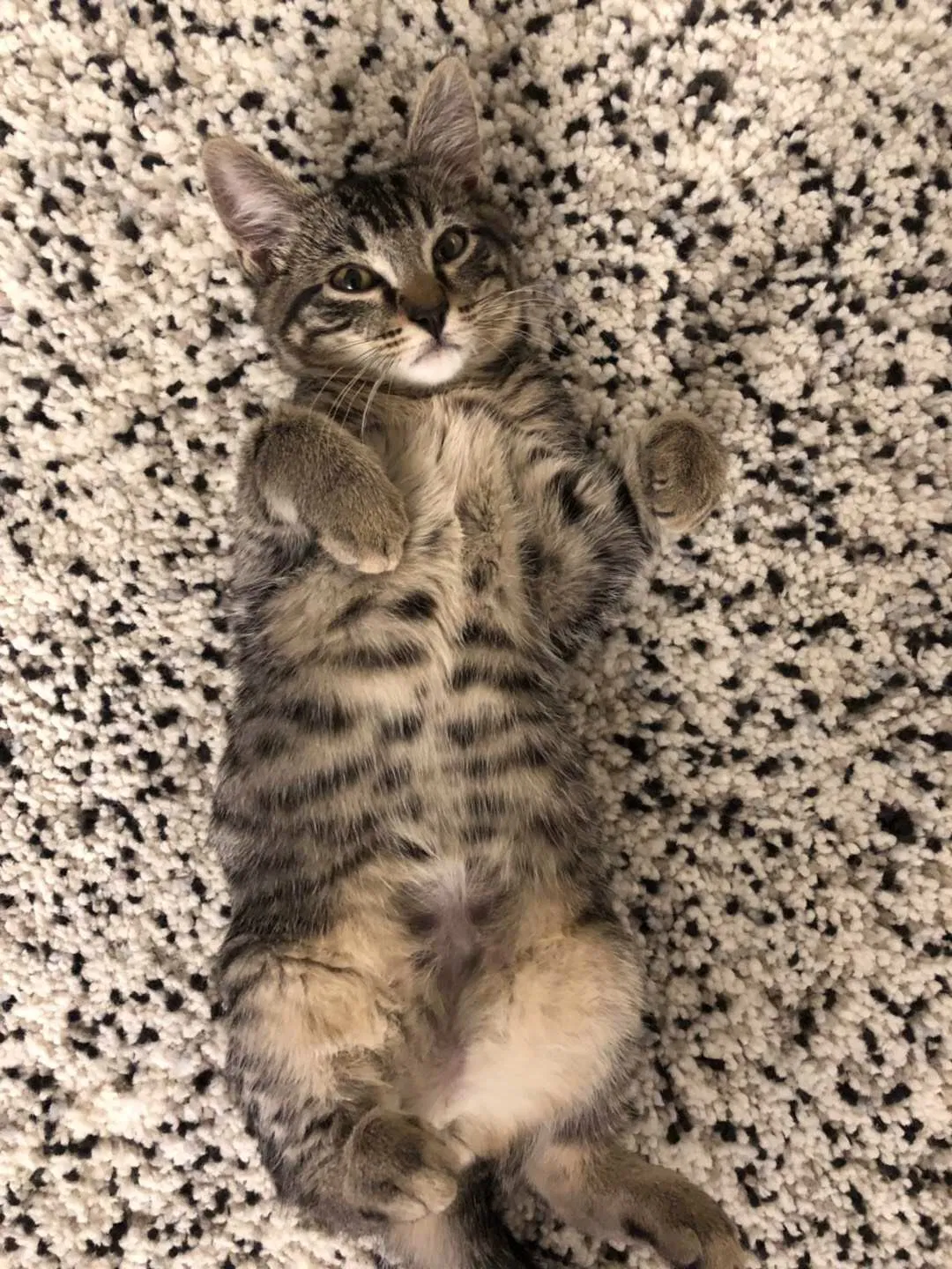 Lost cat in Bothell, WA, 98011
