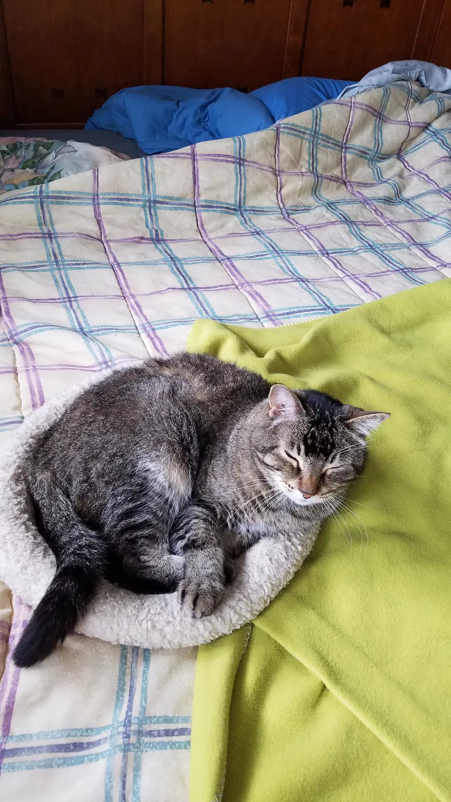 Lost cat in Eugene, OR, 97402