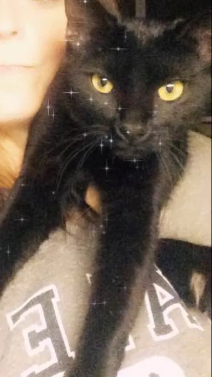 Lost cat in North Adams, MA, 1247