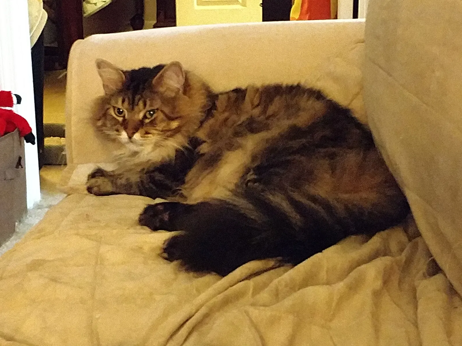 Lost cat in Hanahan, SC, 29410