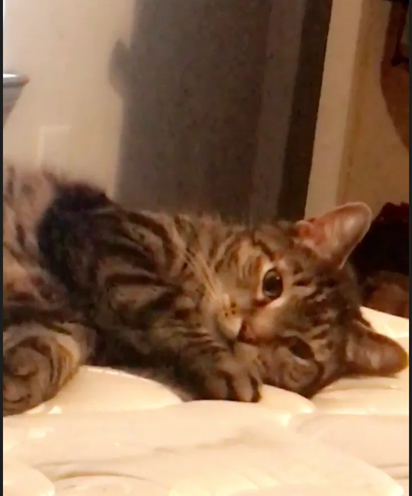 Lost cat in Birmingham, AL, 35211