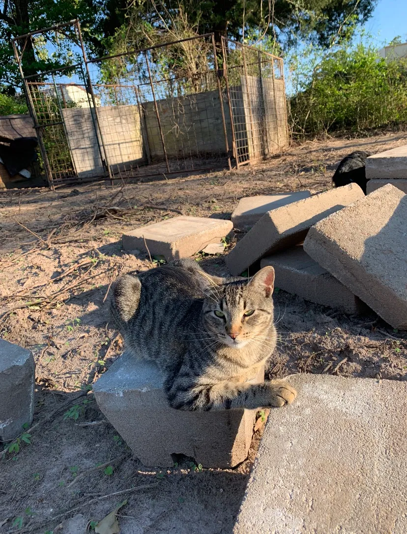 Lost cat in Conroe, TX, 77384