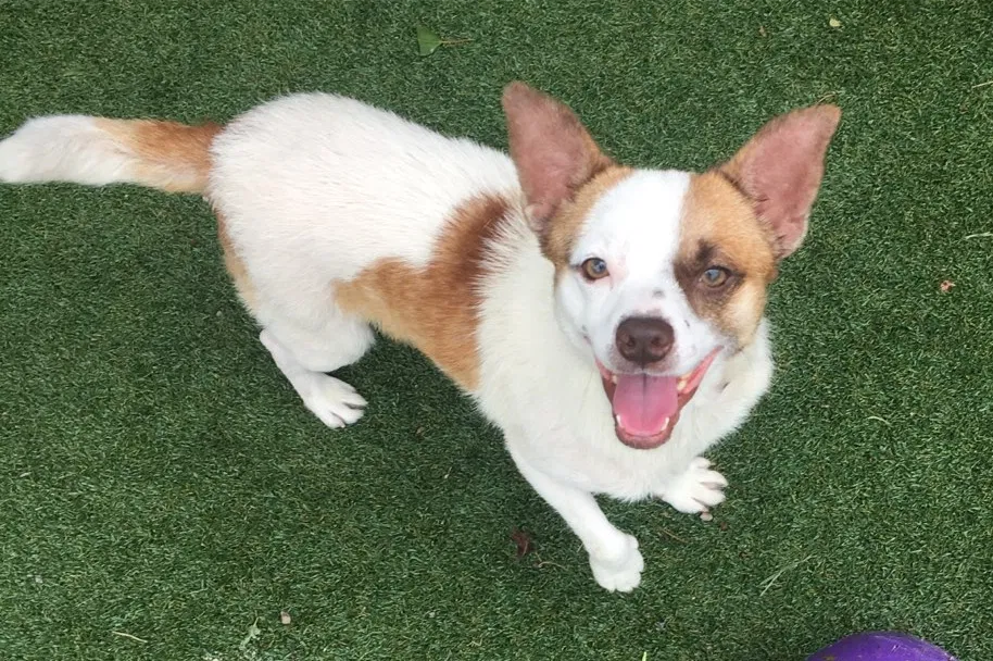Lost dog in Lake Wales, FL, 33859
