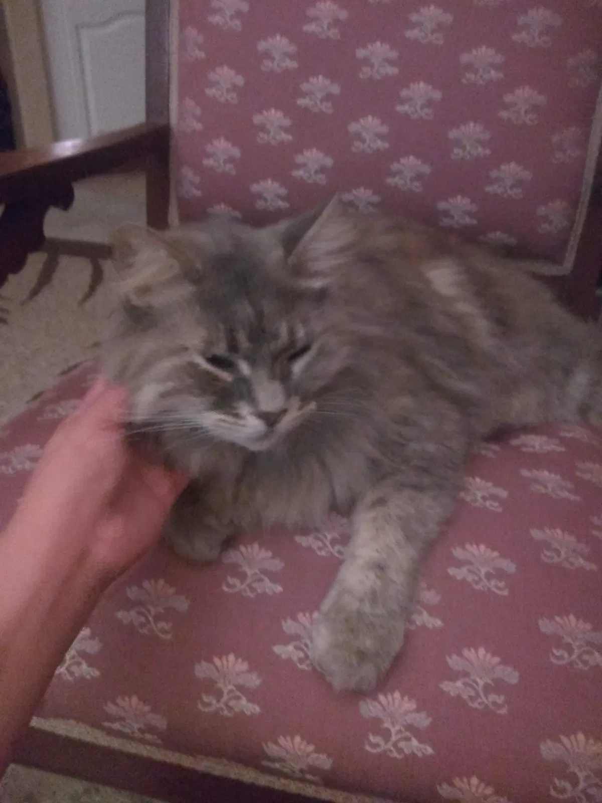 Lost cat in San Diego, CA, 92119