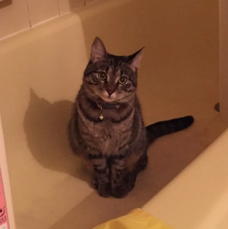 Lost cat in Newtown Square, PA, 19073