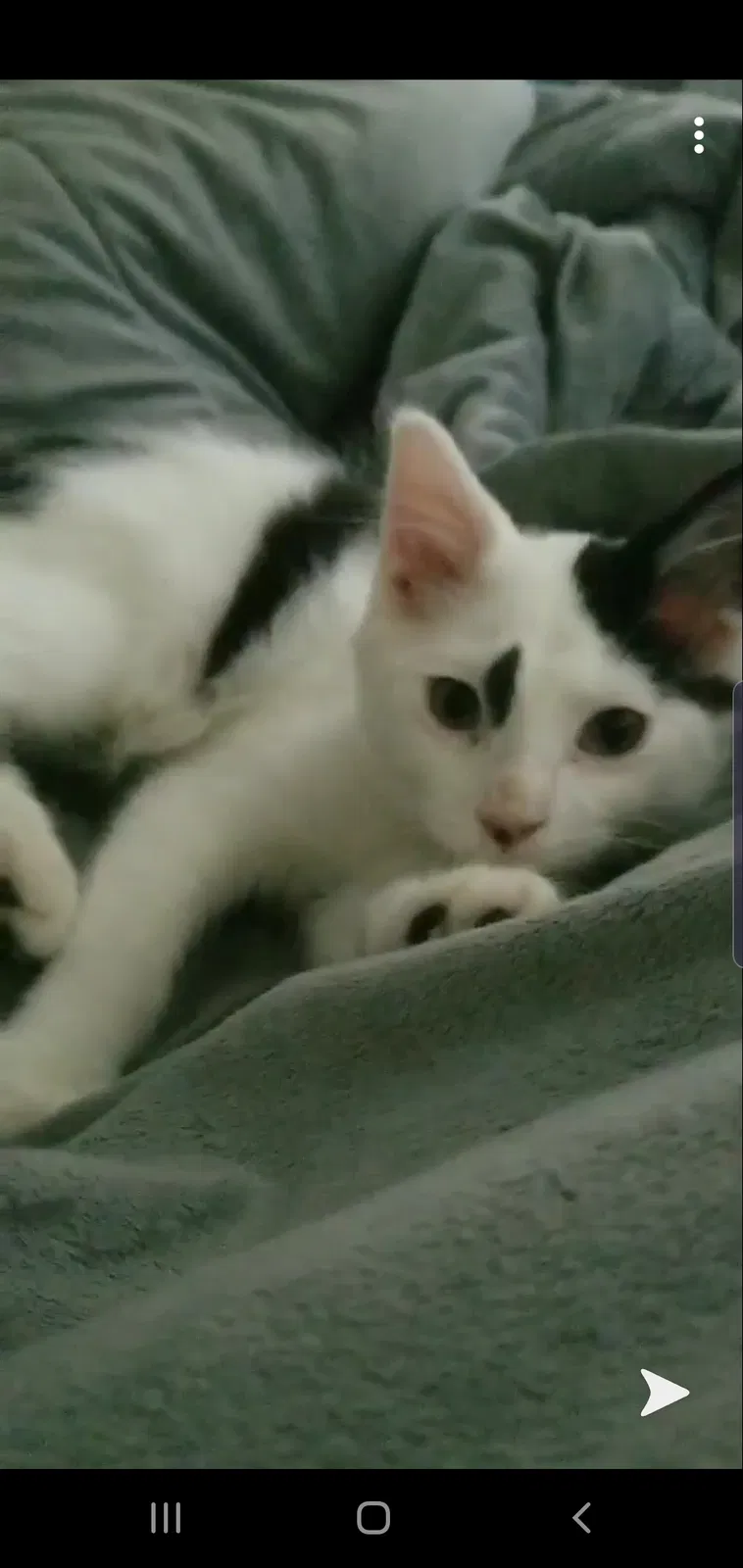 Lost cat in Burnsville, MN, 55337