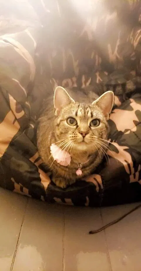 Lost cat in Shippensburg, PA, 17257