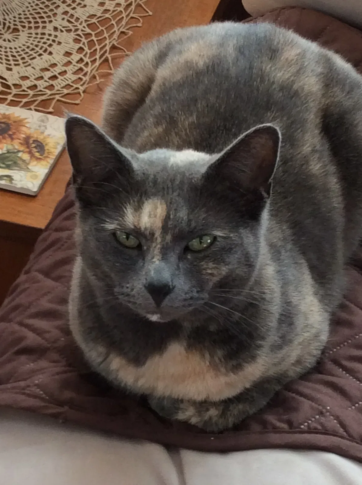 Lost cat in Sumas, WA, 98295