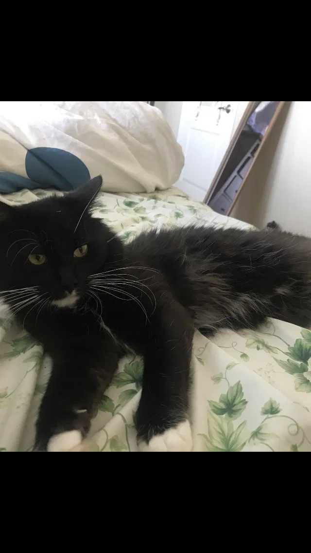 Lost cat in Clovis, CA, 93619