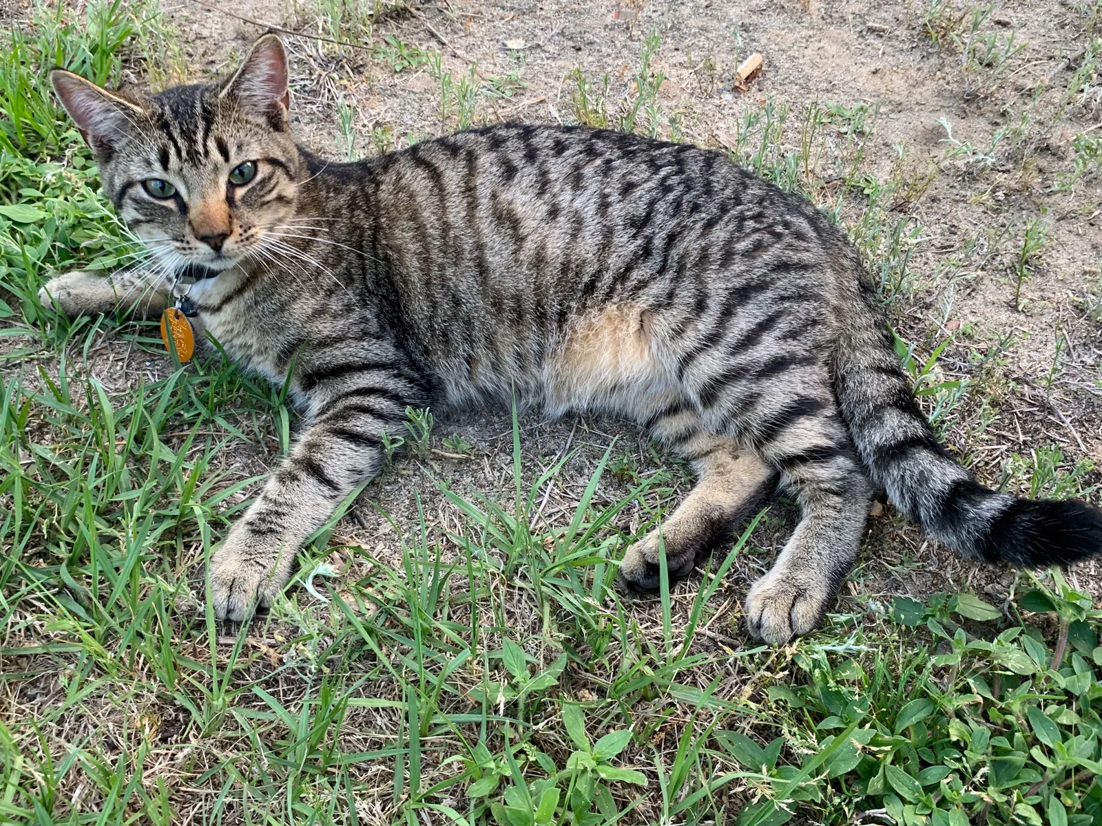 Lost cat in Lugoff, SC, 29078