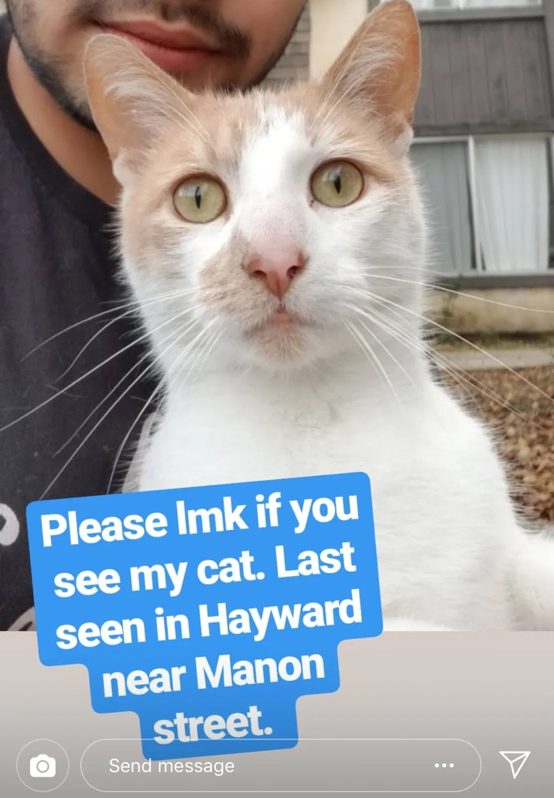 Lost cat in Hayward, CA, 94544