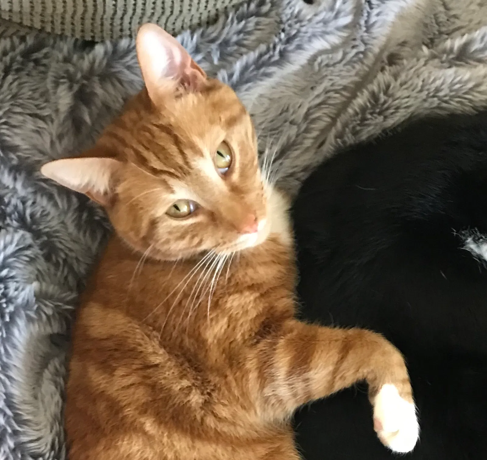Lost cat in Tampa, FL, 33606