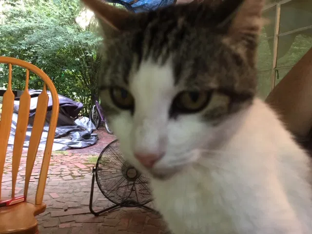 Lost cat in Mobile, AL, 36618
