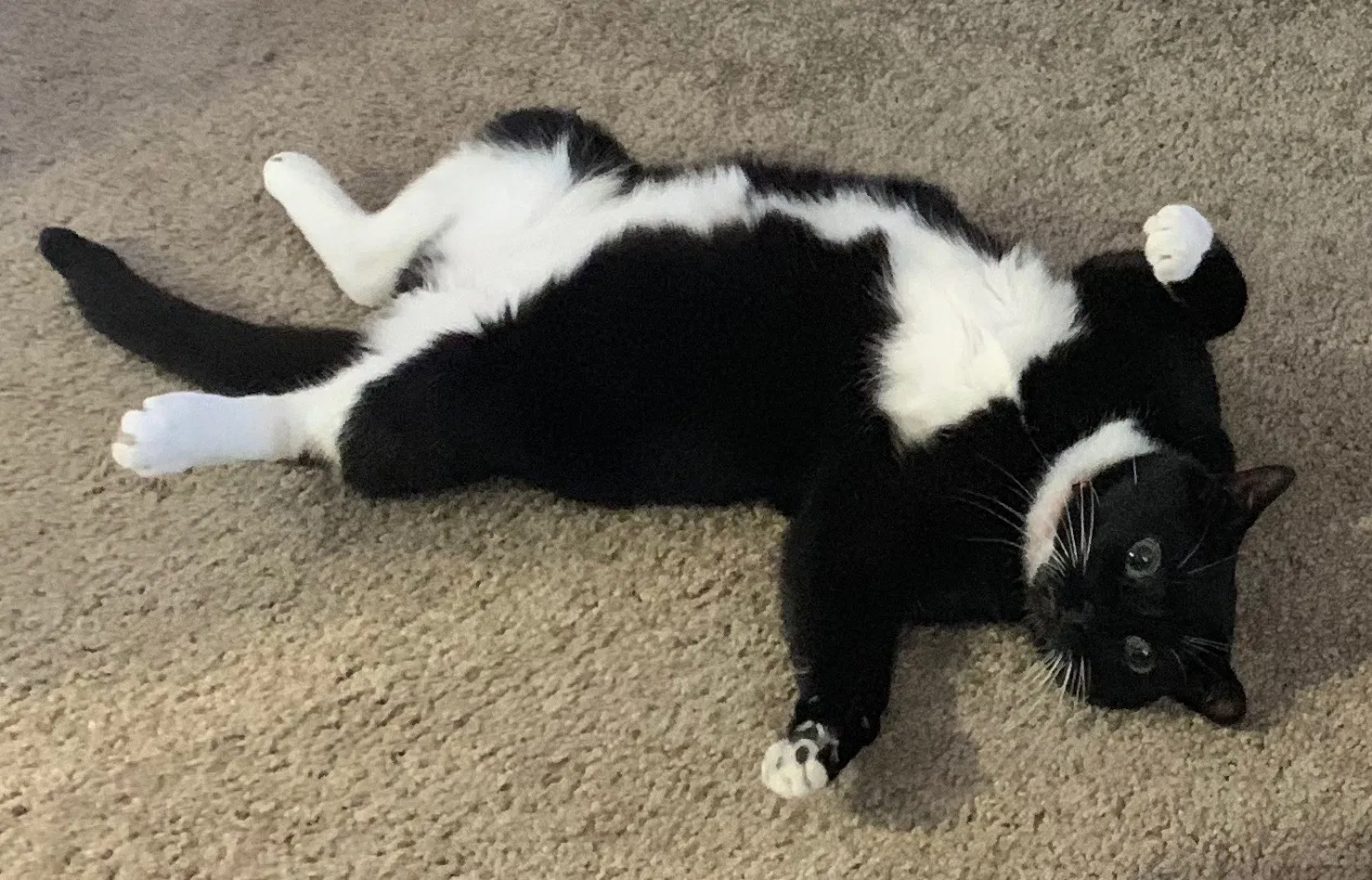 Lost cat in San Diego, CA, 92126