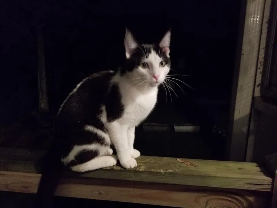 Lost cat in Greensboro, NC, 27406