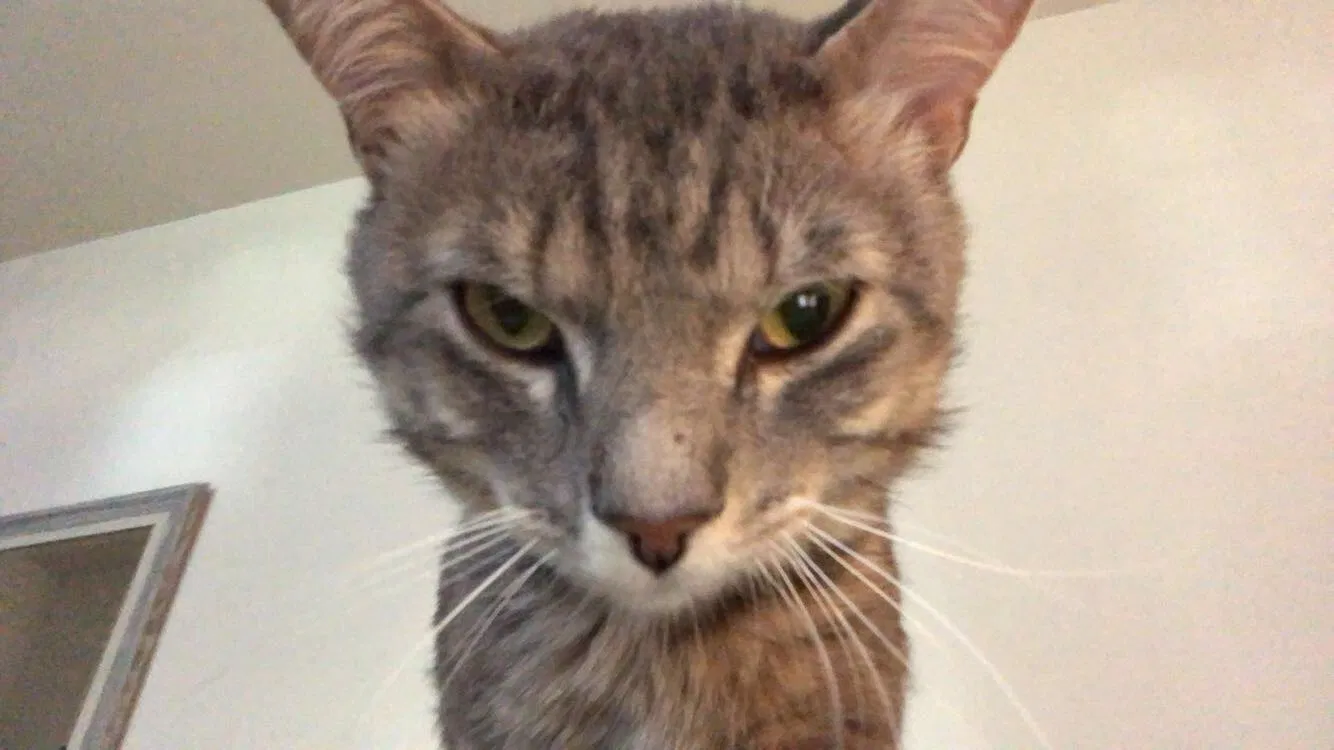 Lost cat in Falls Church, VA, 22042
