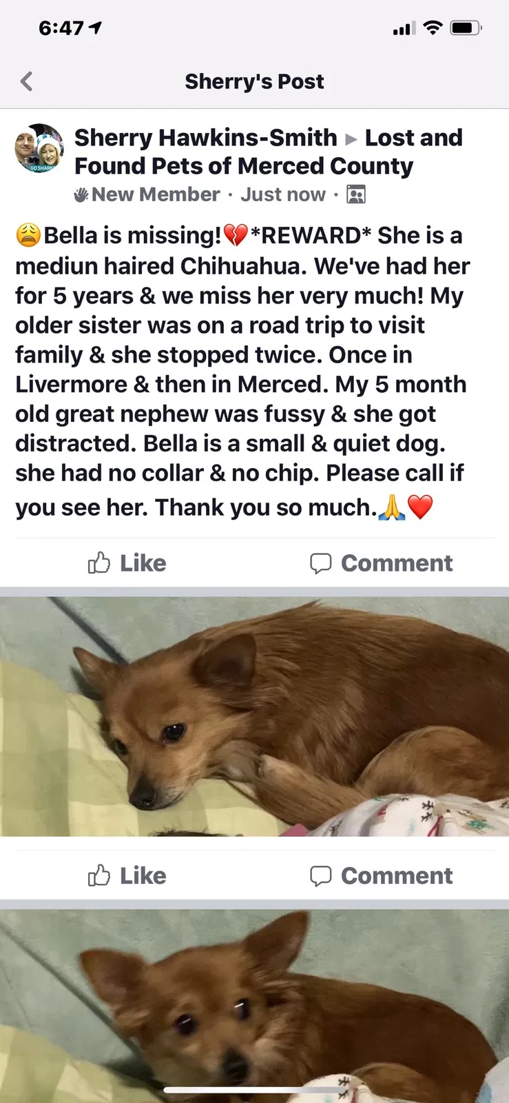 Lost dog in Fremont, CA, 94538