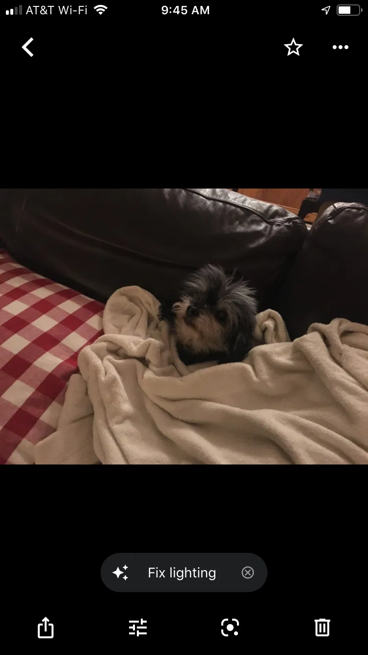 Lost dog in Quarryville, PA, 17566