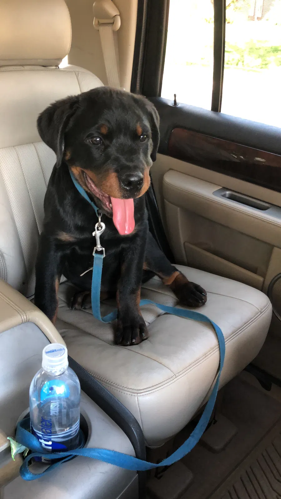Lost dog in Colorado Springs, CO, 80907