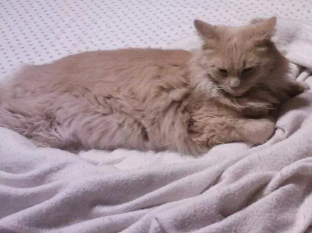 Lost cat in Glendale, AZ, 85310