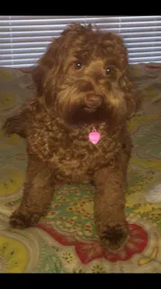 Lost dog in Biloxi, MS, 39531