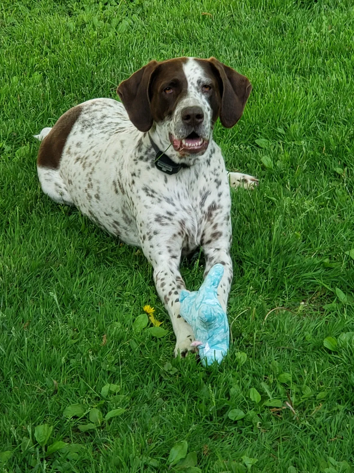 Lost dog in Millville, MN, 55957