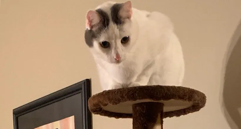 Lost cat in Round Lake, IL, 60073