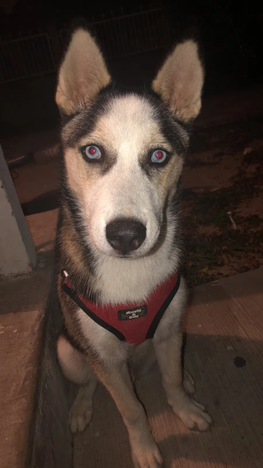 Lost dog in Brownsville, TX, 78520