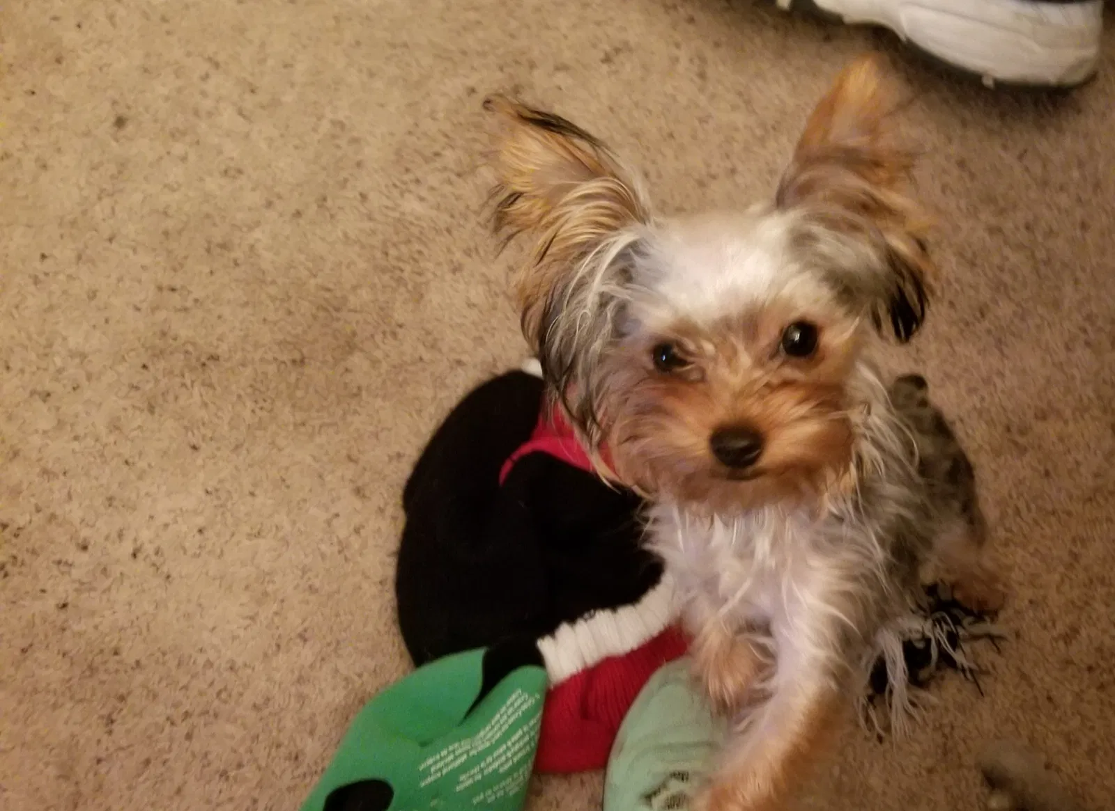 Lost dog in Albuquerque, NM, 87114