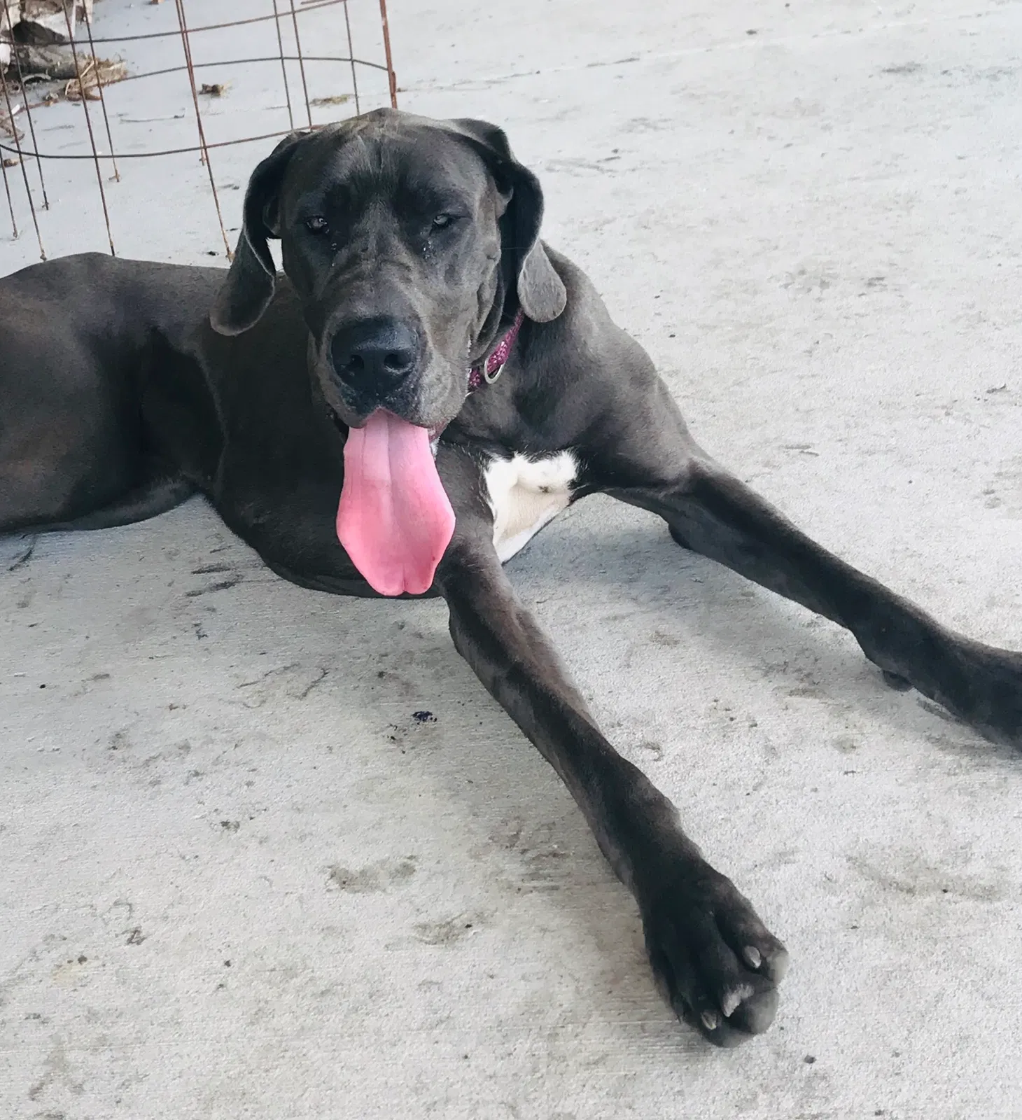 Lost dog in Manteno, IL, 60950