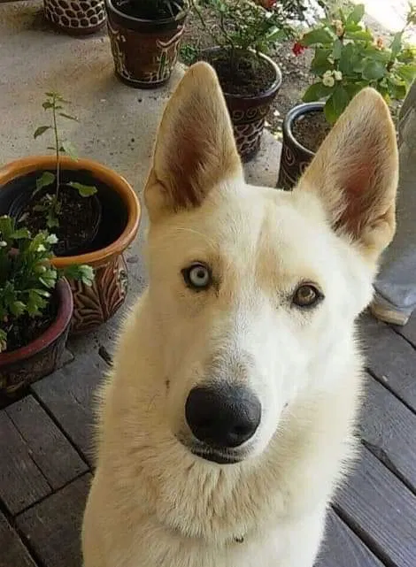 Lost dog in Harlingen, TX, 78550