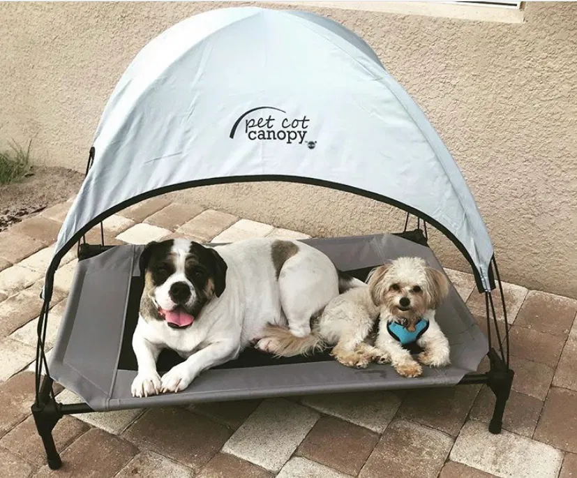Lost dog in Kissimmee, FL, 34743