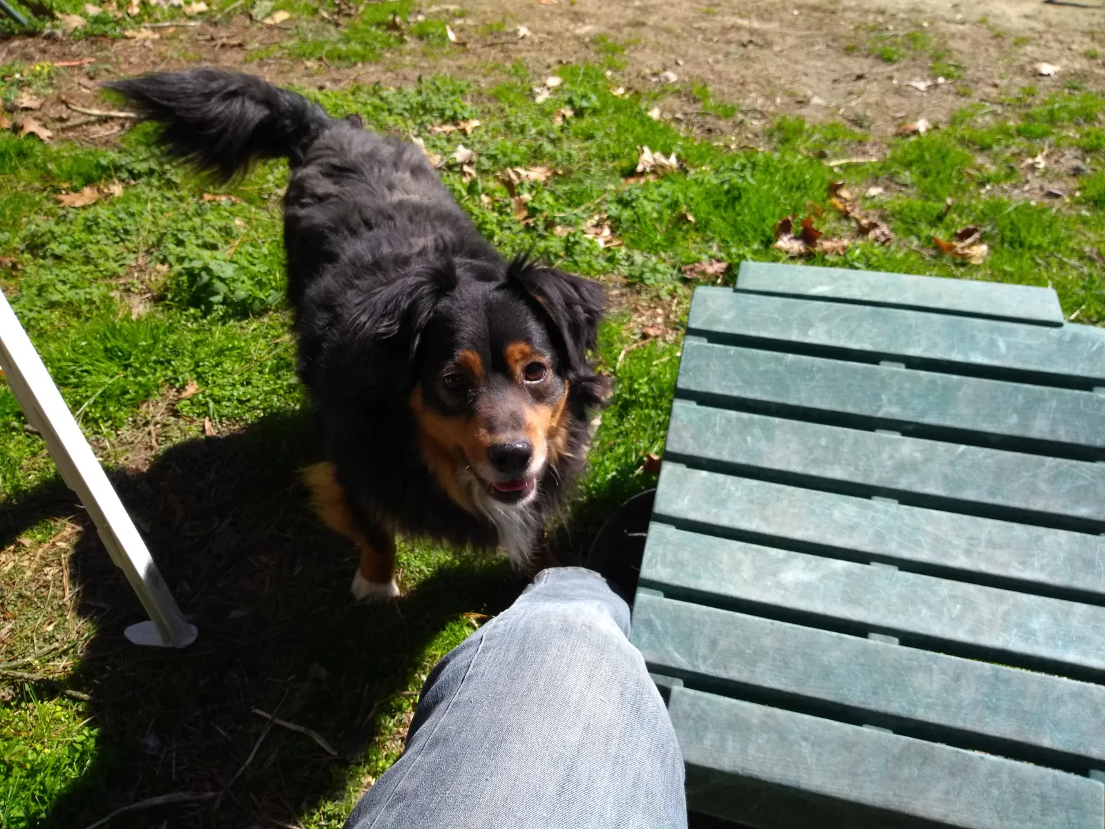 Lost dog in Gloucester, VA, 23061