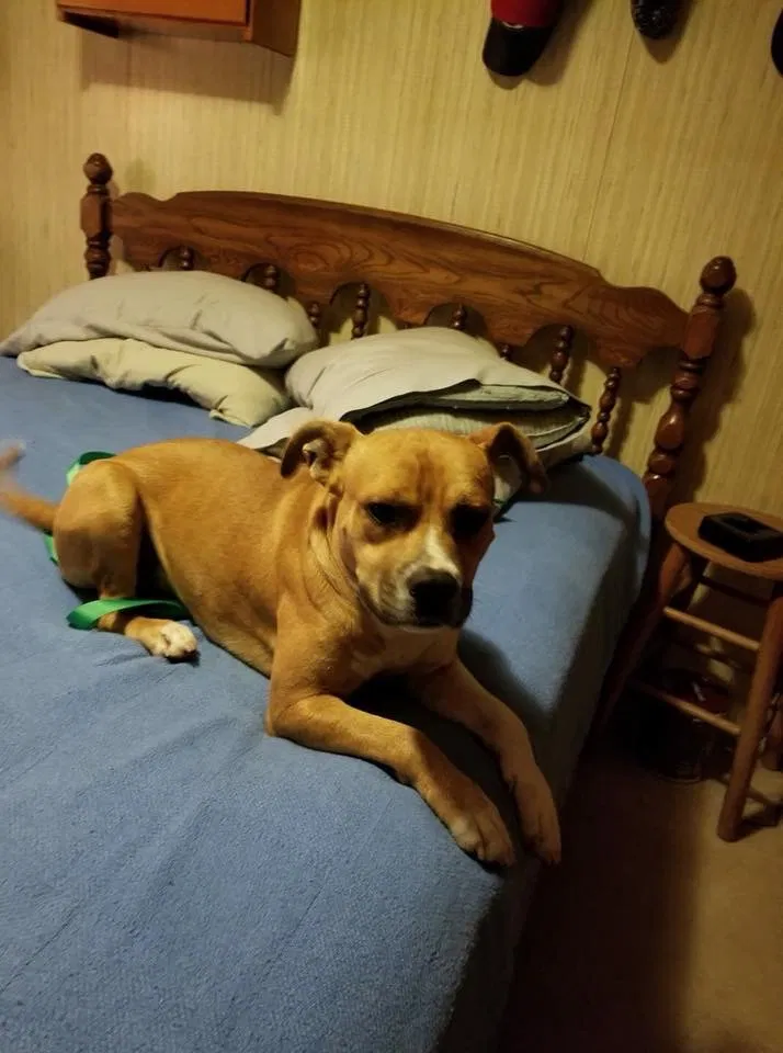 Lost dog in Sylva, NC, 28779