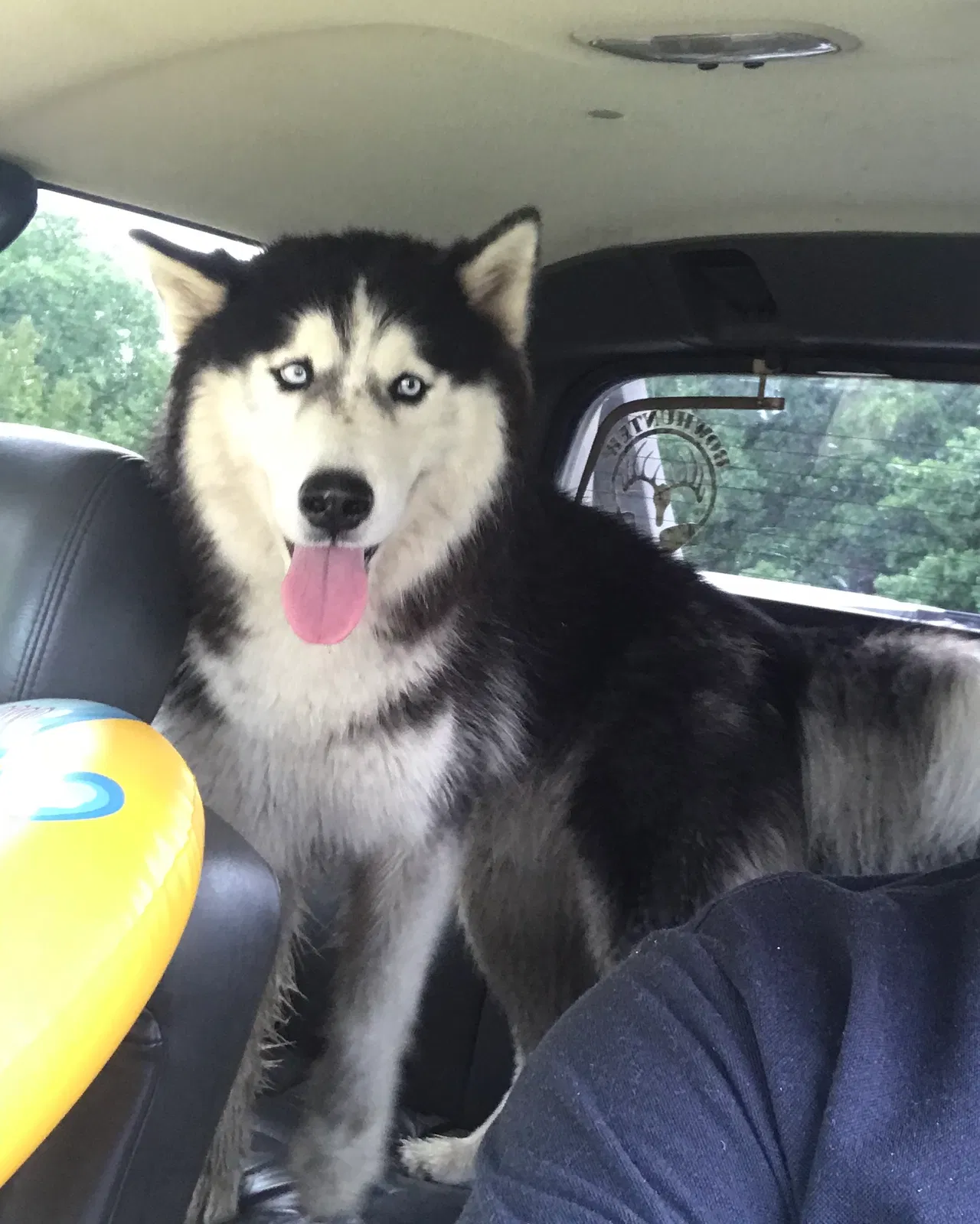 Lost dog in Sand Springs, OK, 74063