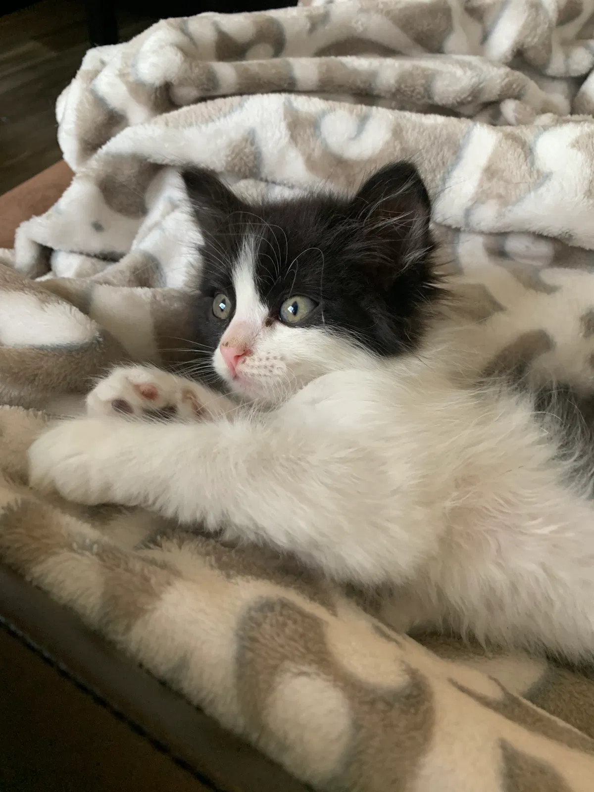 Lost cat in Tucson, AZ, 85730